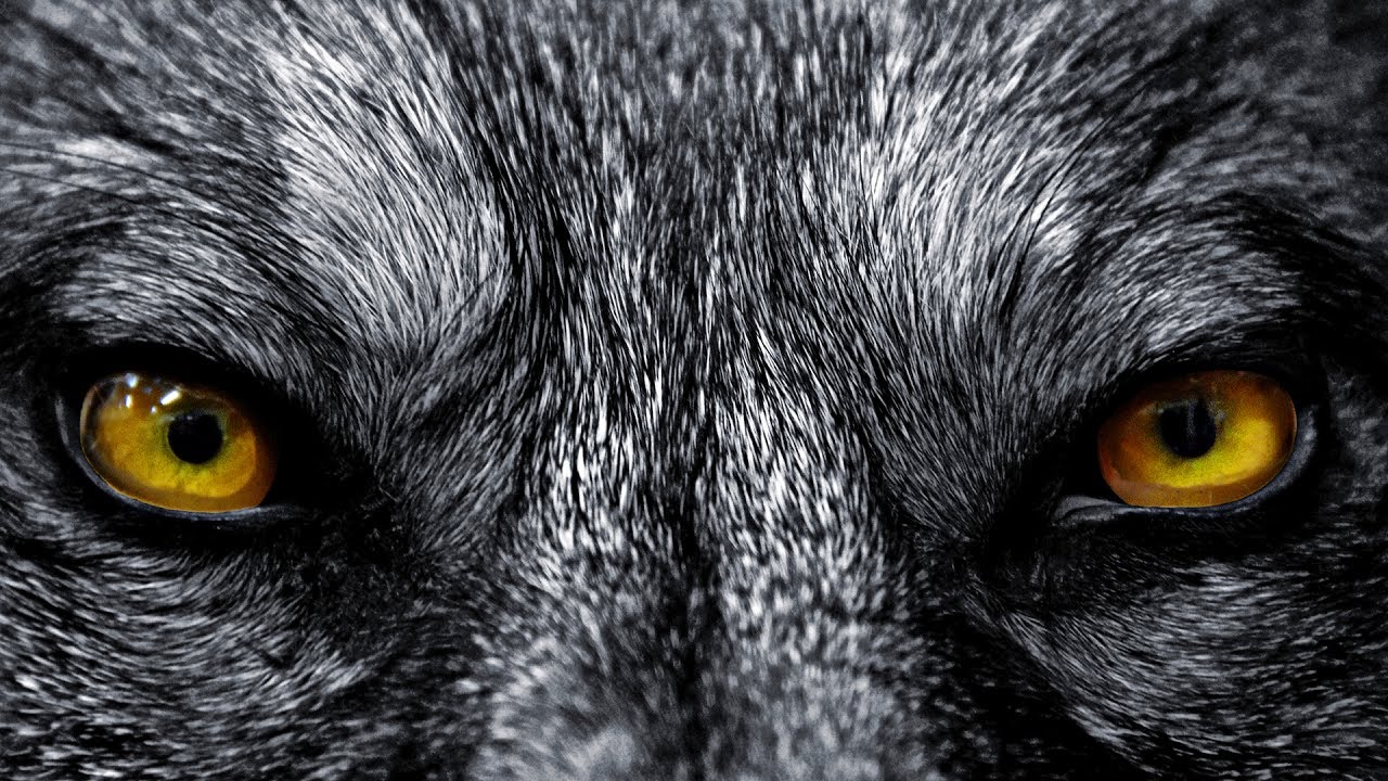 Red Shadow Singers - Wolf Song