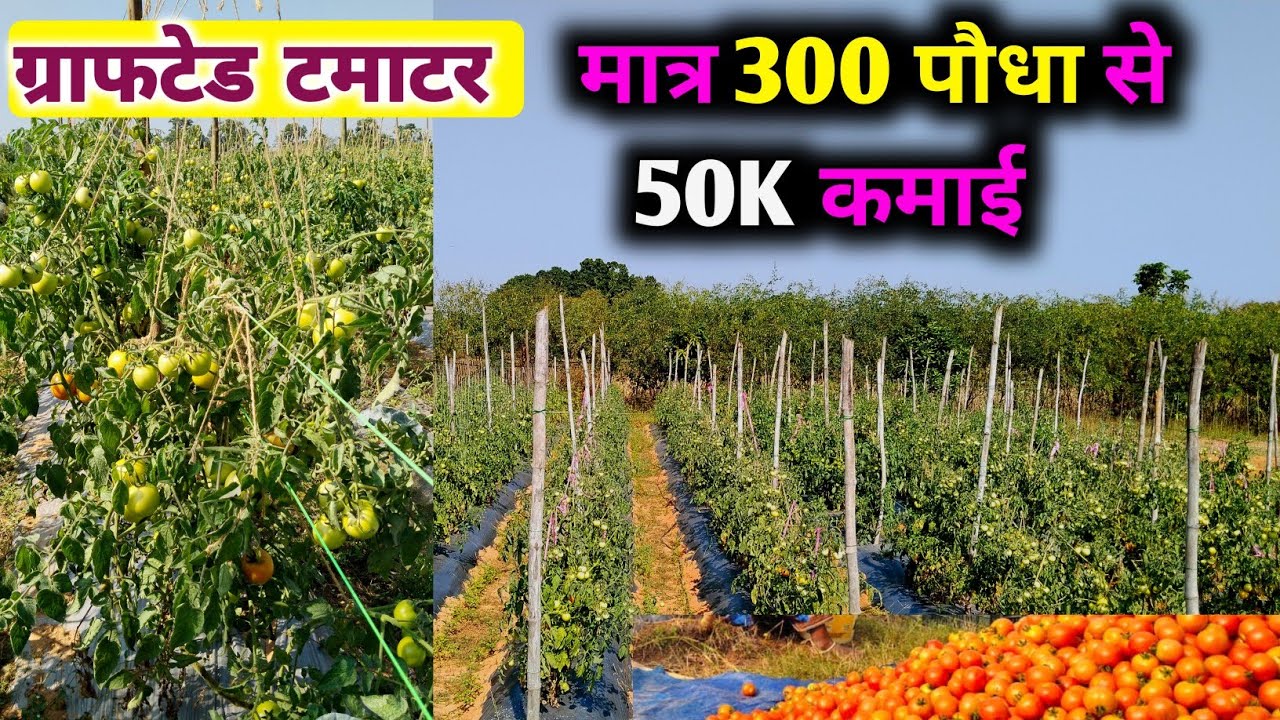 300 पौधा से 50हजार कमाई | टमाटर की खेती | tamater ki kheti kaise karen || grafted tamater ki kheti