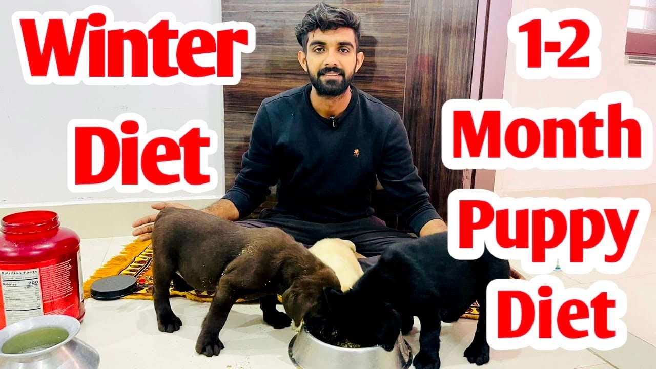 Winter me puppy ko kya diet de || Full recipe #winter #homemade #diet #food #labrador #puppy #india