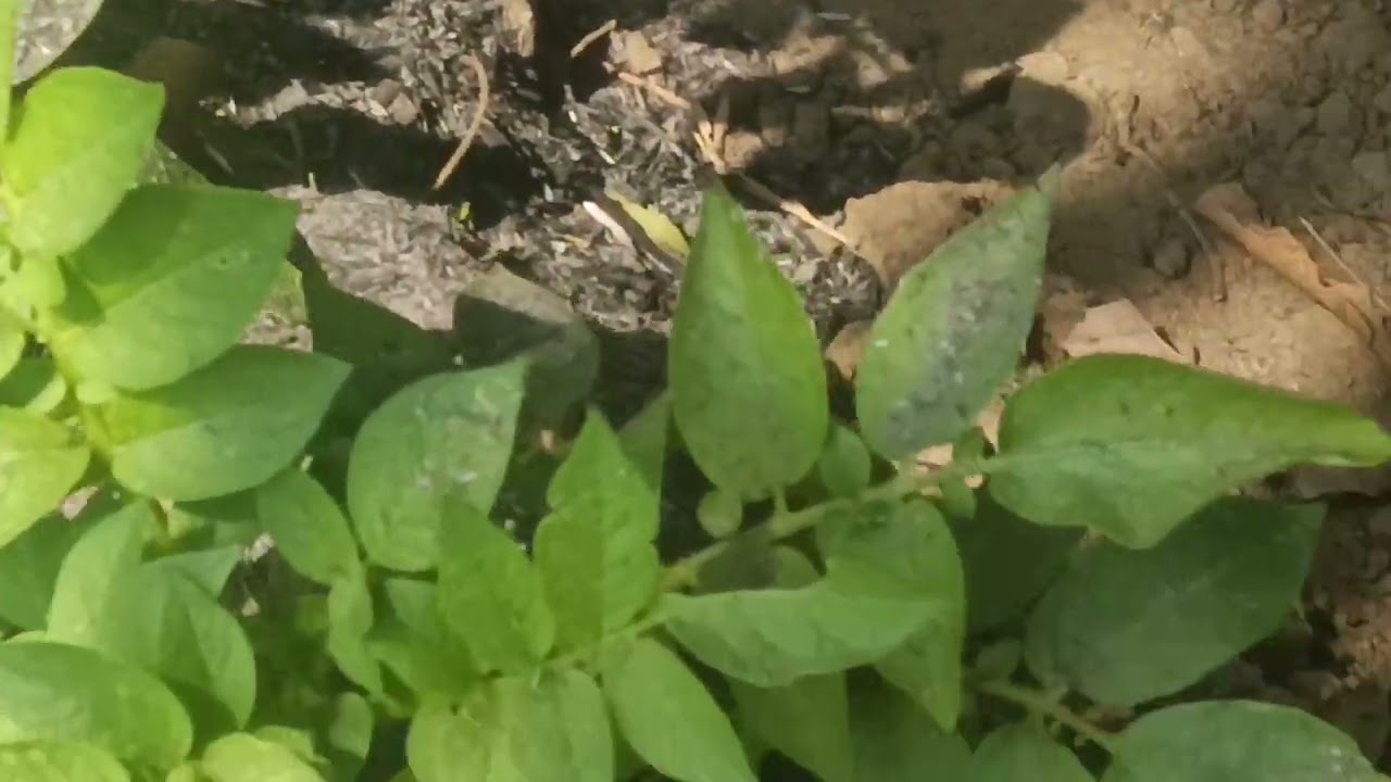 latest Farming Technology in India Patato  Harvesting world agriculture
