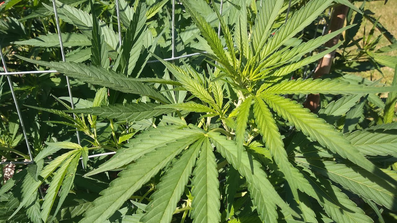 Grow Big or Go Home 7-30-2020 Outdoor Cannabis Competition