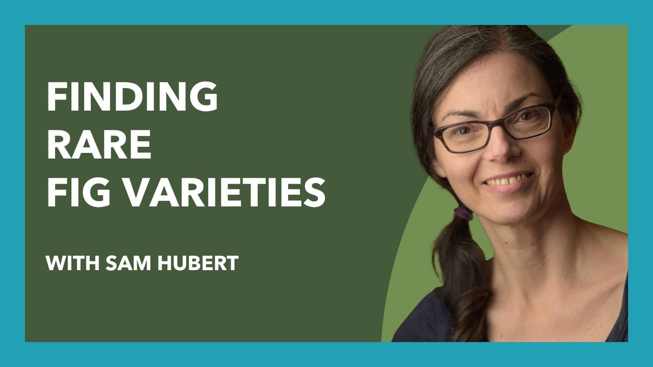 Finding RARE FIG VARIETIES with Sam Hubert (Eps #89)