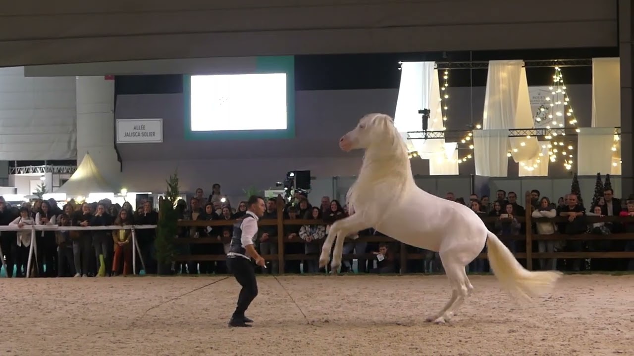 Spectacle équestre au CHI de Genève 2024