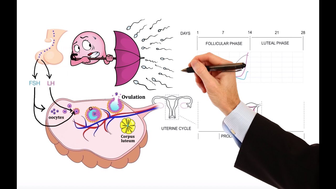 Pharmacology – MENSTRUAL CYCLE AND HORMONAL CONTRACEPTIVES (MADE EASY)
