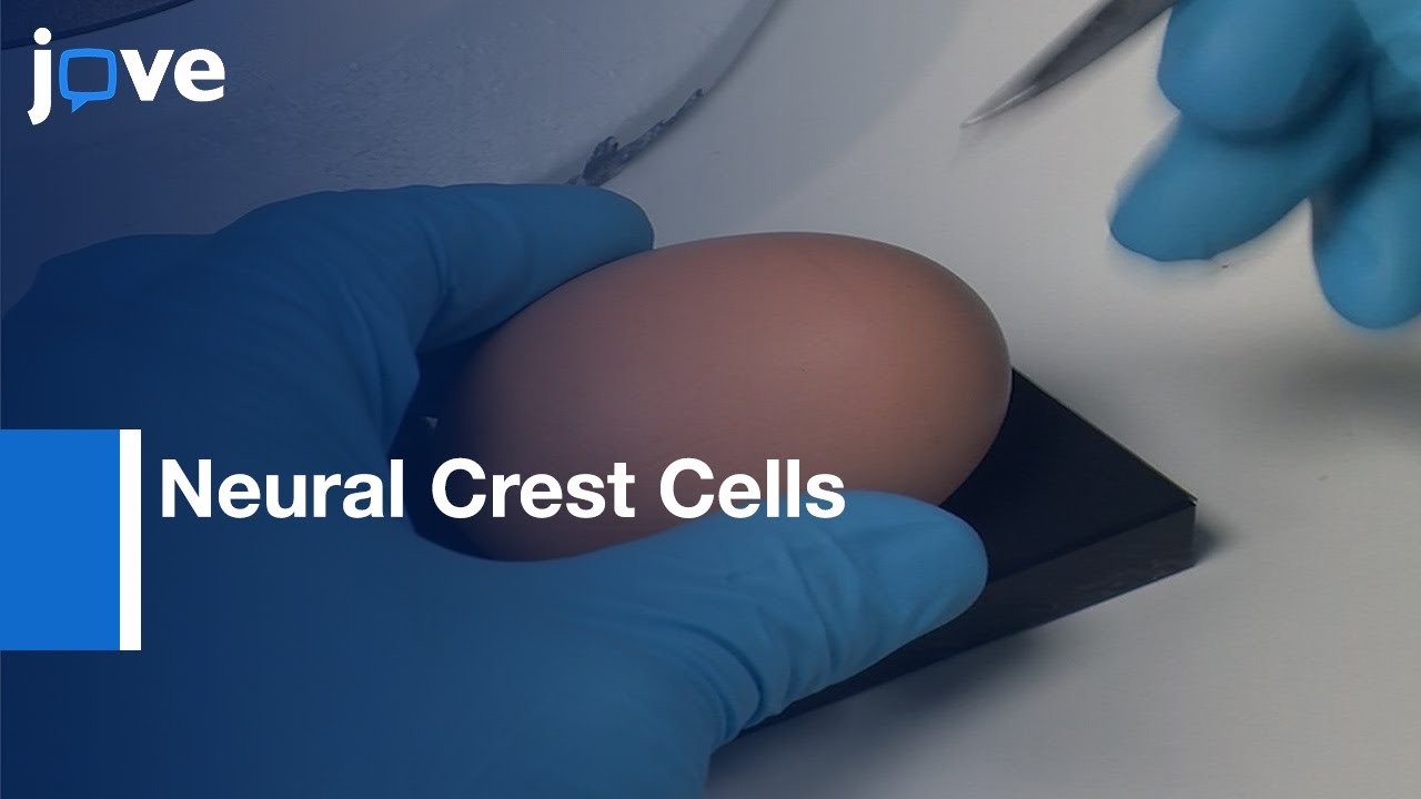 Neural Crest Cells and Blood Vessels dual Labelling | Protocol Preview