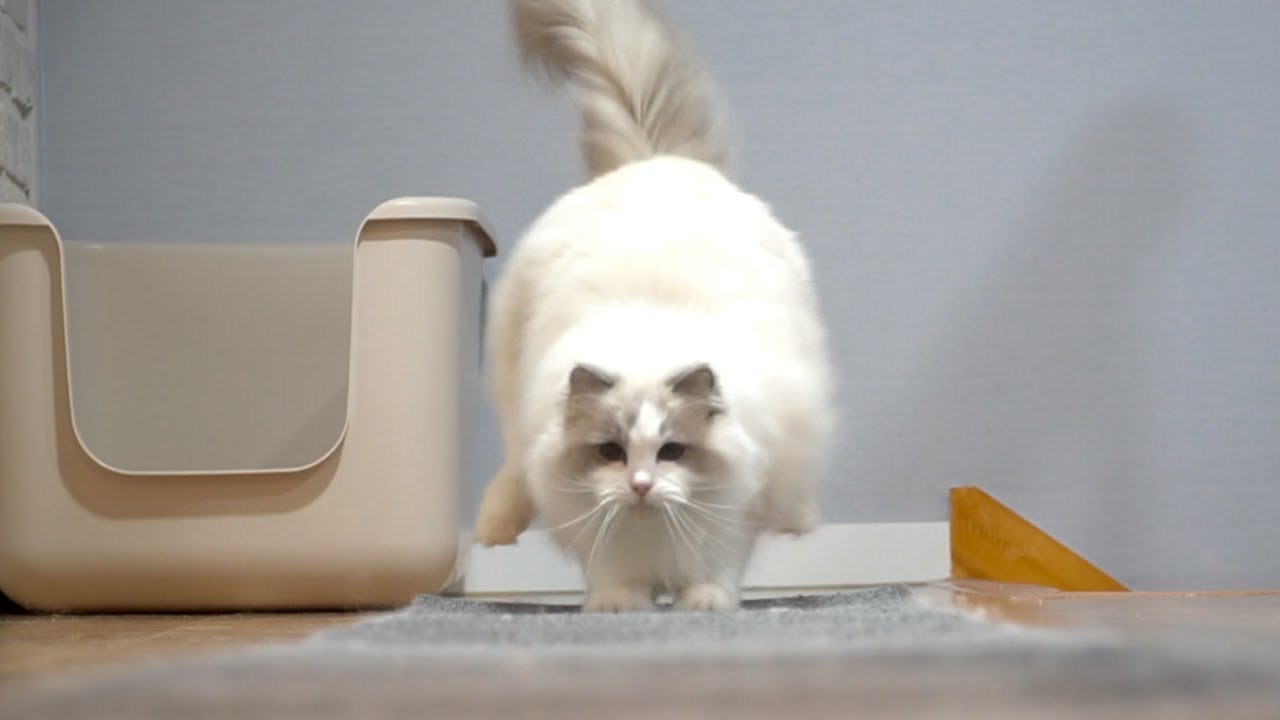 토실토실 북극곰