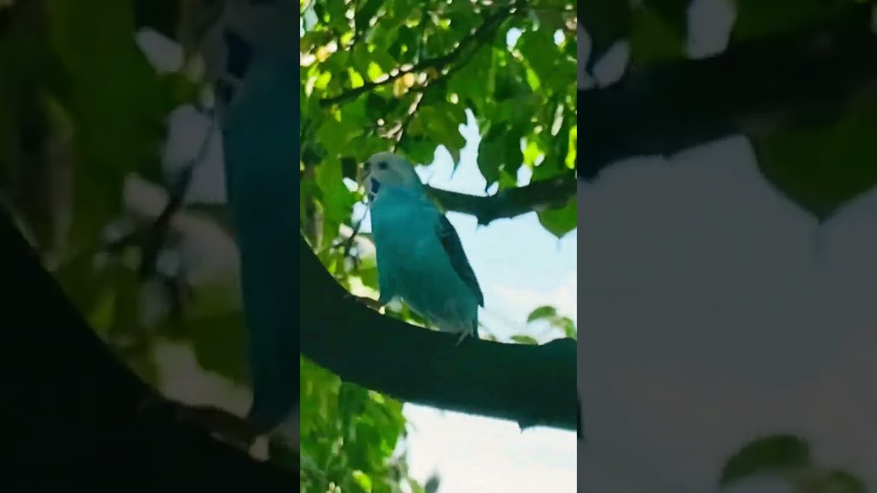 What about me??? 😢 #bird #alone