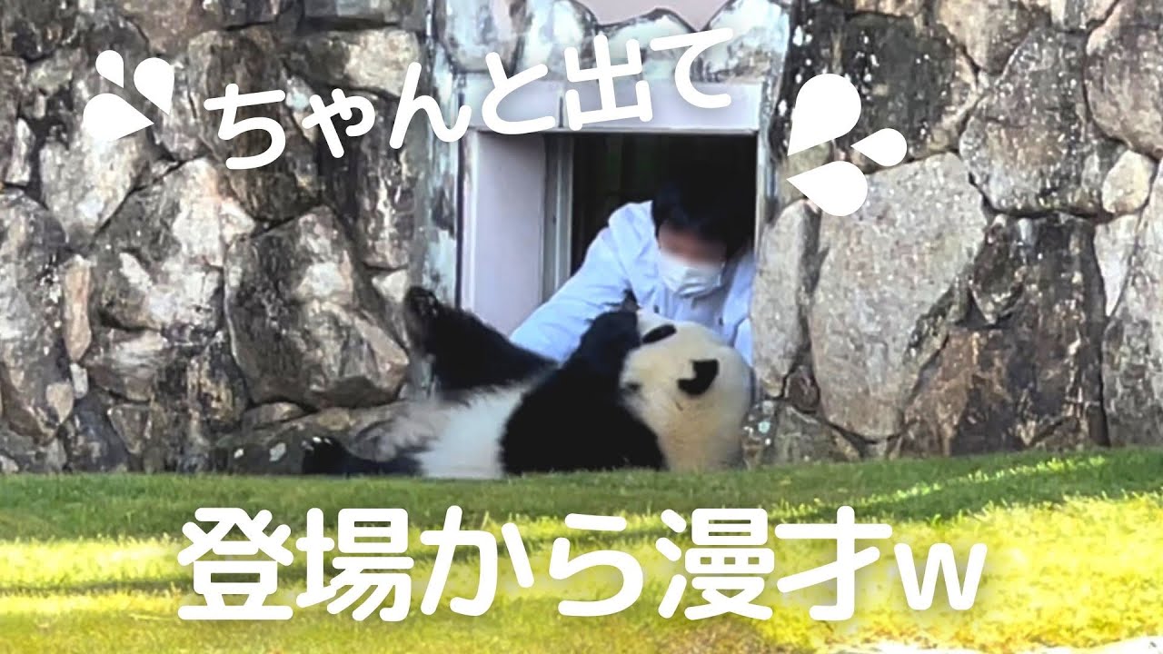 出たw飼育員さんと登場コント😂子パンダ楓浜の登場ルーティン＆貴重なトイレタイム🍁