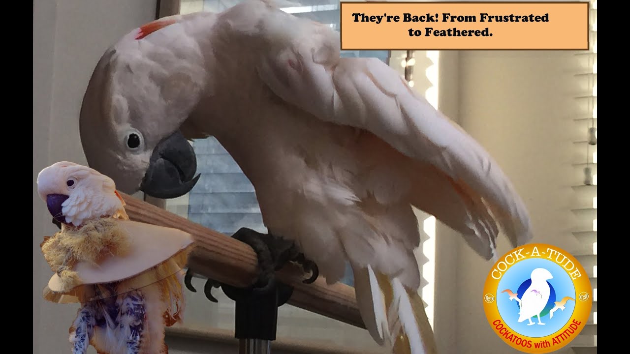 How I Solved My Parrot's Feather Plucking | Ep.14: Haloperidol | Cockatude: Cockatoos with Attitude