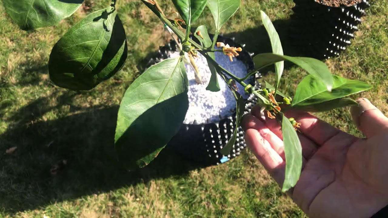 thinning 1st year of fruiting Satsuma Mandarin Orange Tree