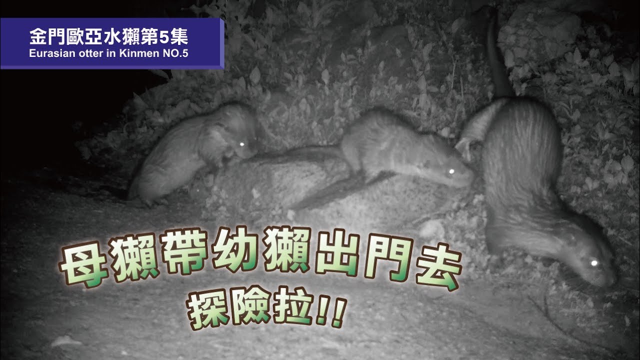 《金門水獺第5集 Eurasian otter in Kinmen NO.5》母獺帶幼獺出門去～長大可以自由放風拉!!! &ndash;要好好玩一波~