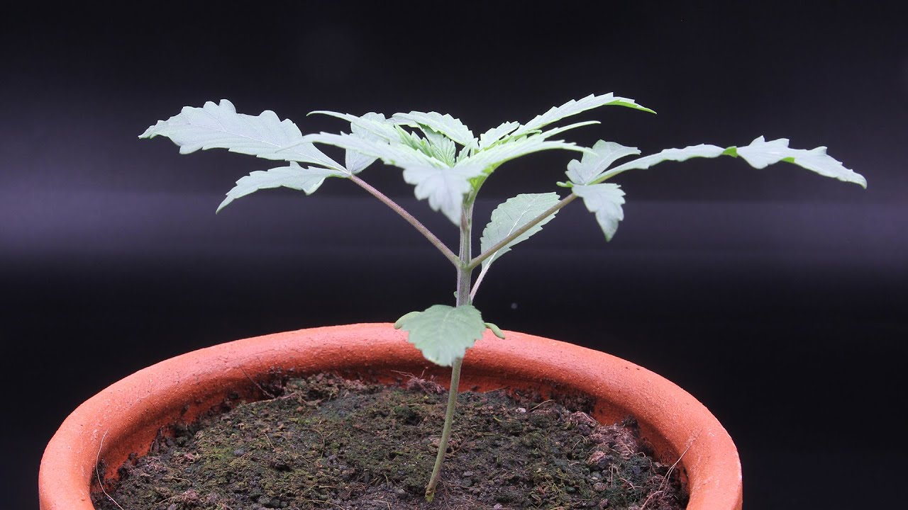 Growing Cannabis Time Lapse 27 Days