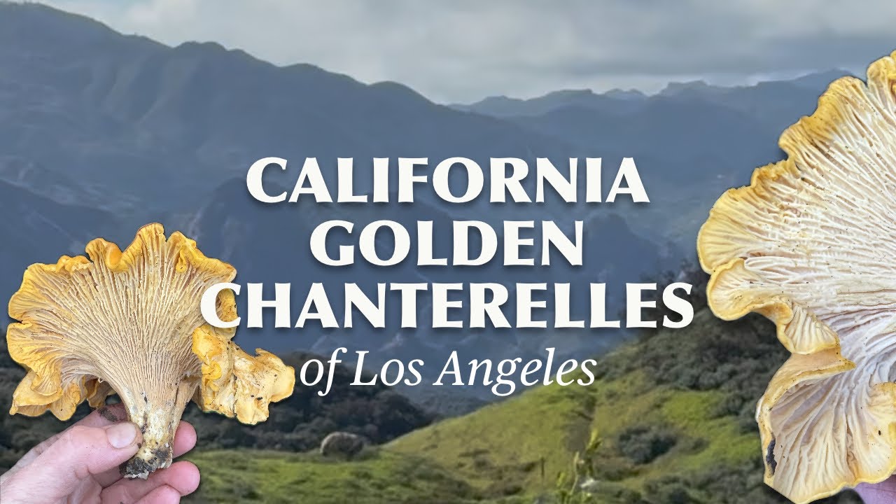 California Golden Chanterelles of Los Angeles 