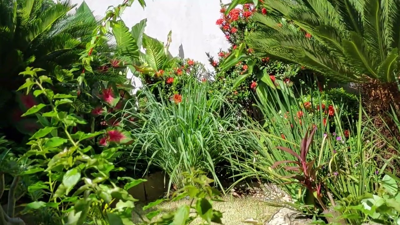 Garden  após limpeza e poda de grama 