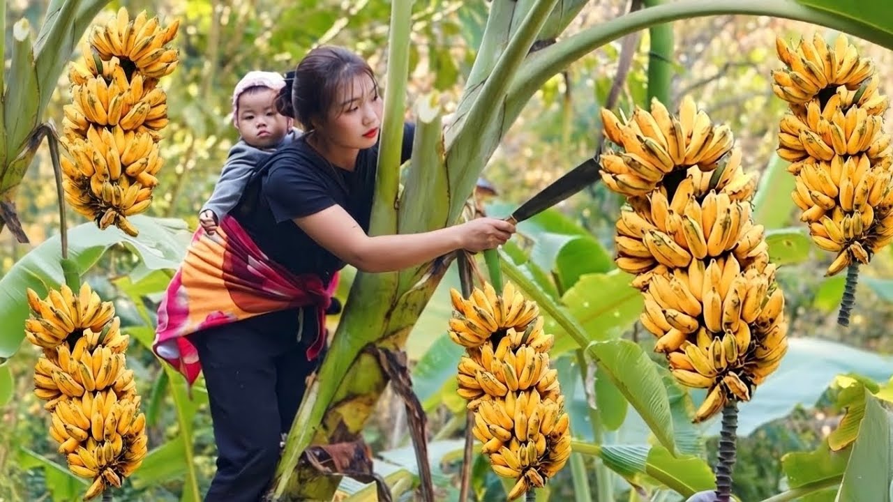 Harvesting bananas and ginger to sell at the market is a daily routine for a single mother.