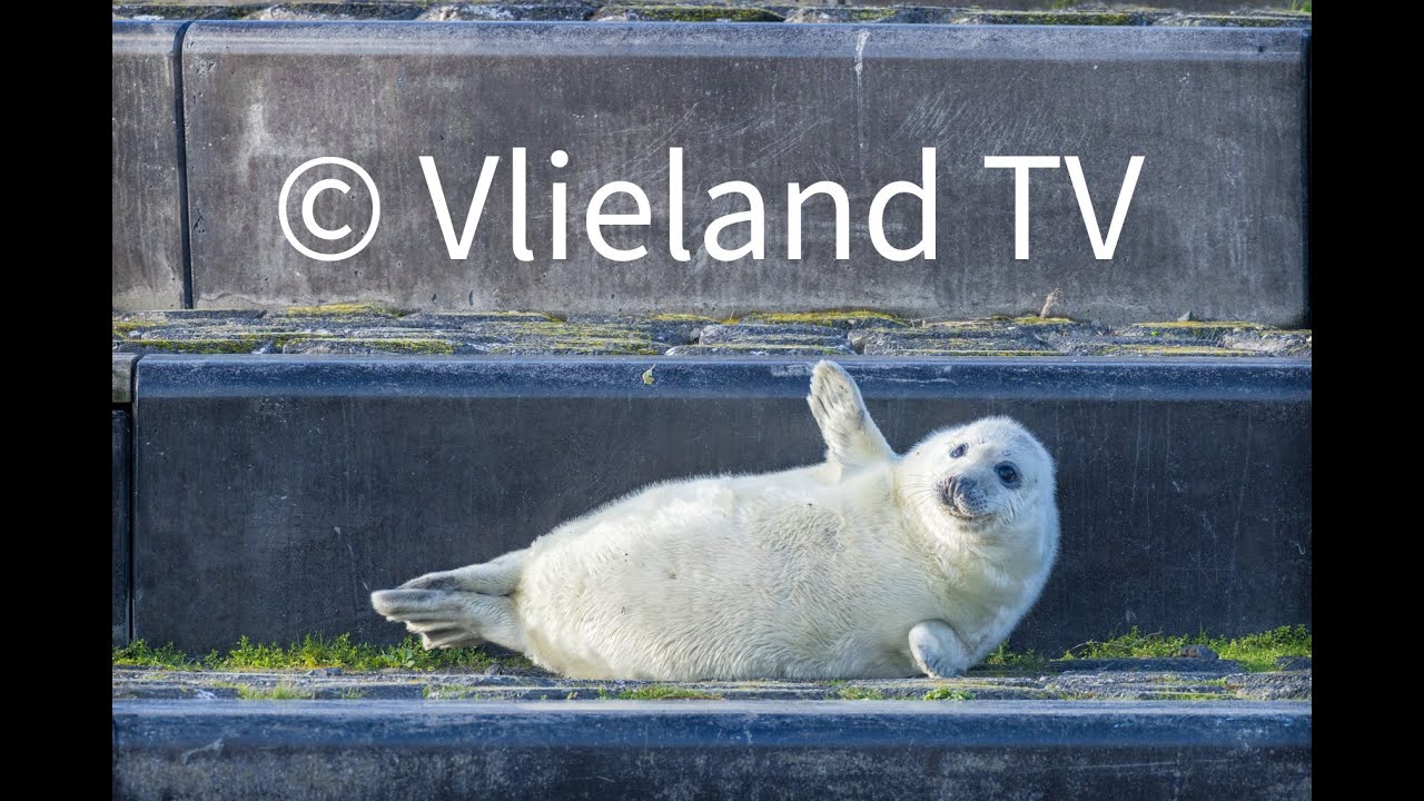 Zeehond & Jong Plein Havenweg Vlieland (4K/ HDR) Unieke gebeurtenis !