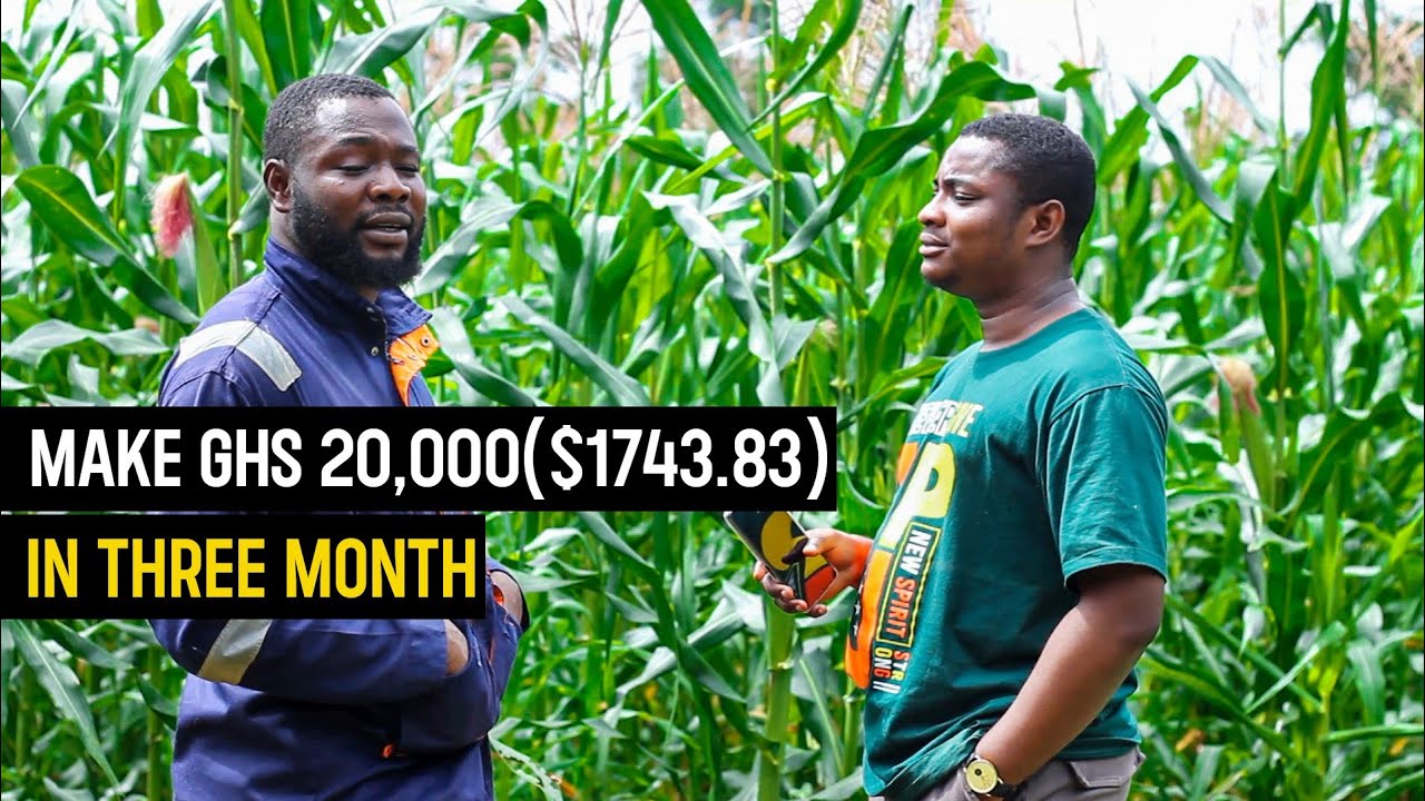 Maize Farming Explained | How He Made Over GHS 20,000($ 1743.83) From His 1.5 Acre Maize Farm #maize