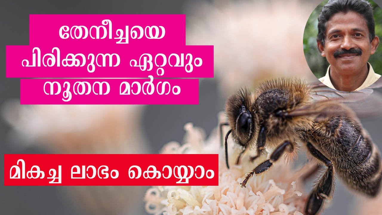 തേനീച്ചയെ പിരിക്കുന്ന ഏറ്റവും നൂതന  / Easy way to divide bee colony without queen
