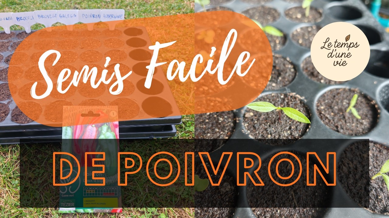 SEMIS DE POIVRON : la m&eacute;thode simple pour r&eacute;ussir &agrave; tous les coups 🌱