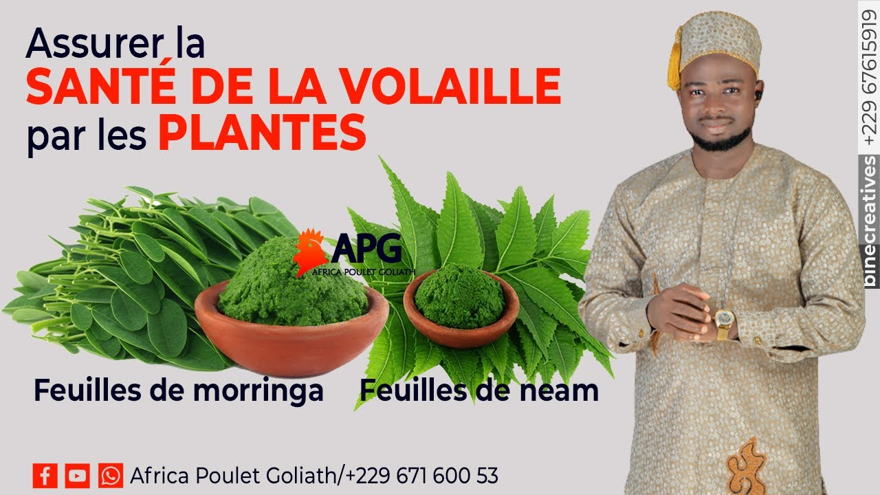 ASSURER LA SANTÉ DE LA VOLAILLE PAR LES PLANTES