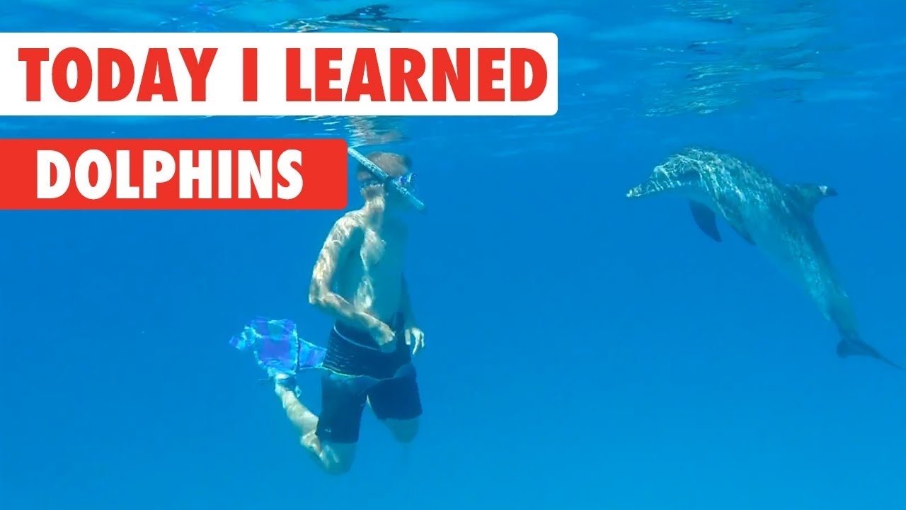 Today I Learned: Dolphins