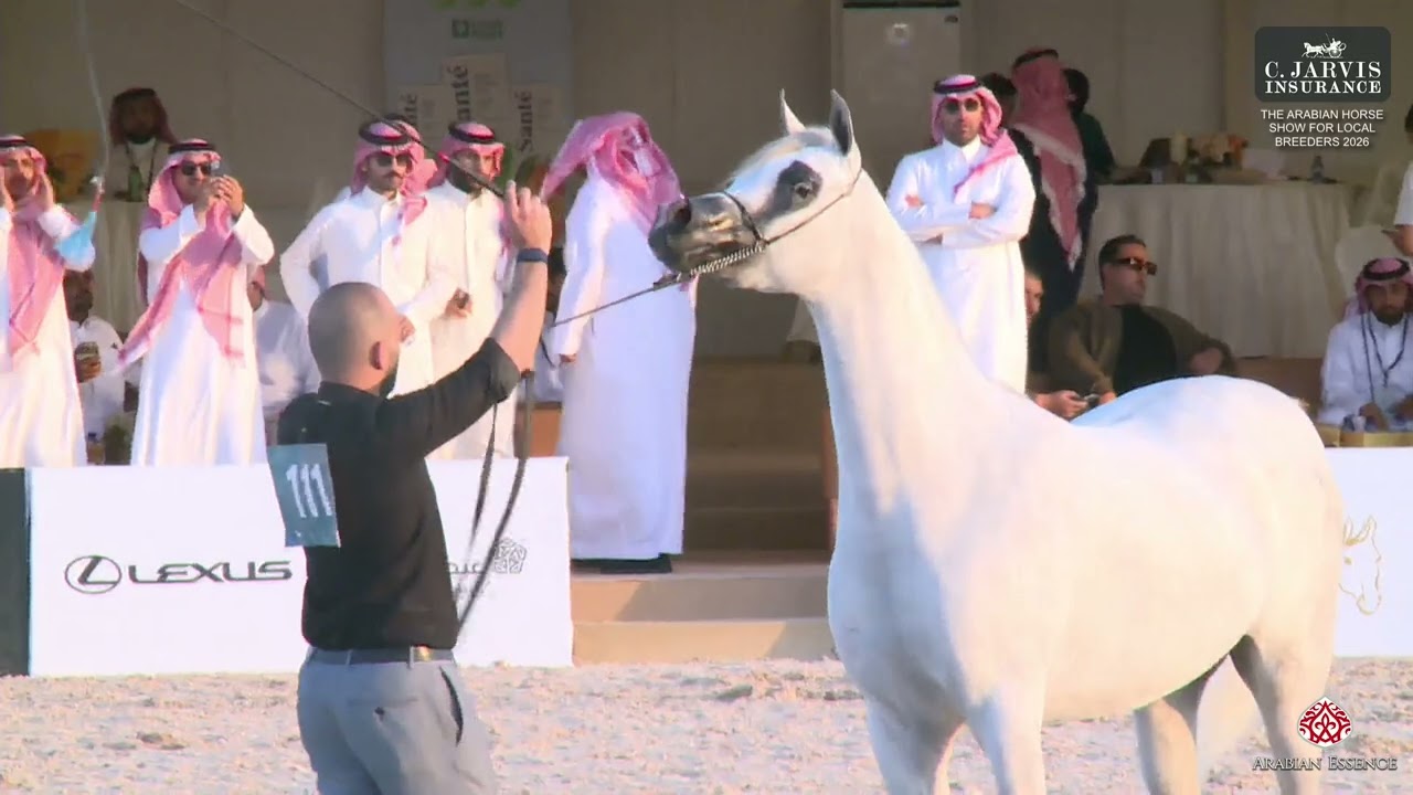 AHS For Local Breeders 2026 Almortajaz Class JFC