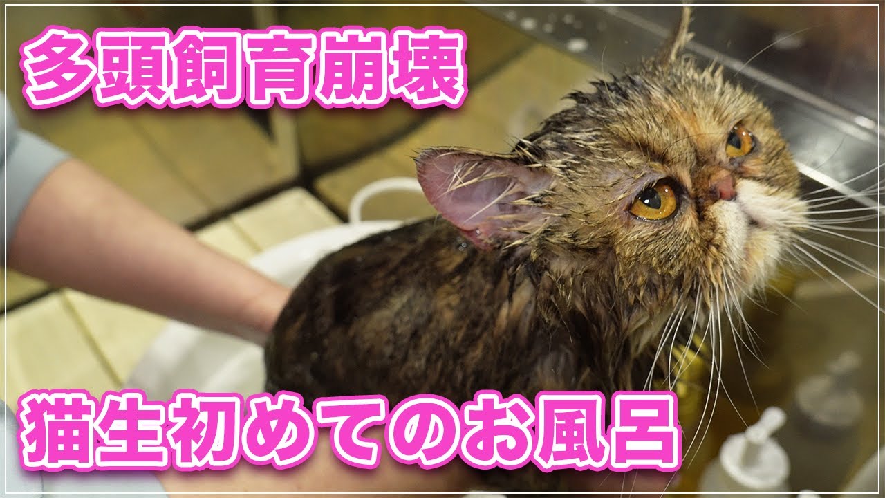 【メロディーちゃん】多頭飼育崩壊からレスキューされて猫生５年初めてのお風呂【エキゾチックSH】