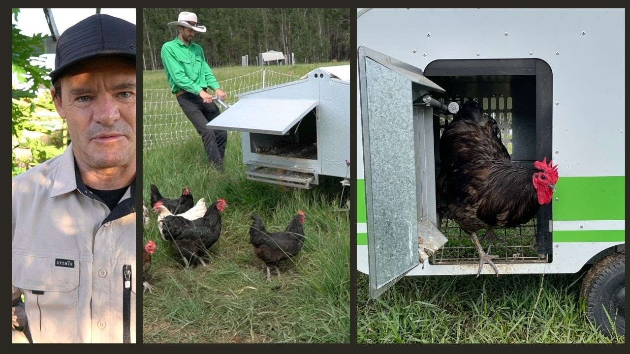 Australian Solution SUSTAINABLE FARMING with chickens