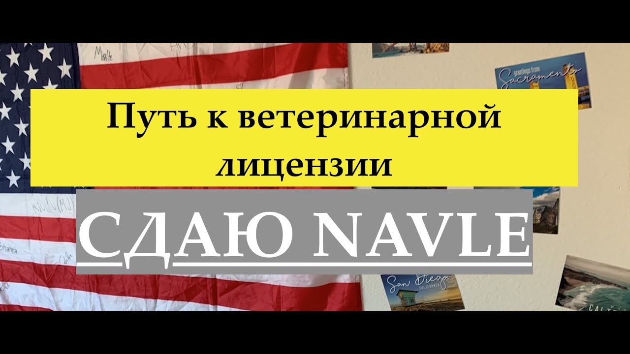 Подготовка к NAVLE. Возвращение на работу.
