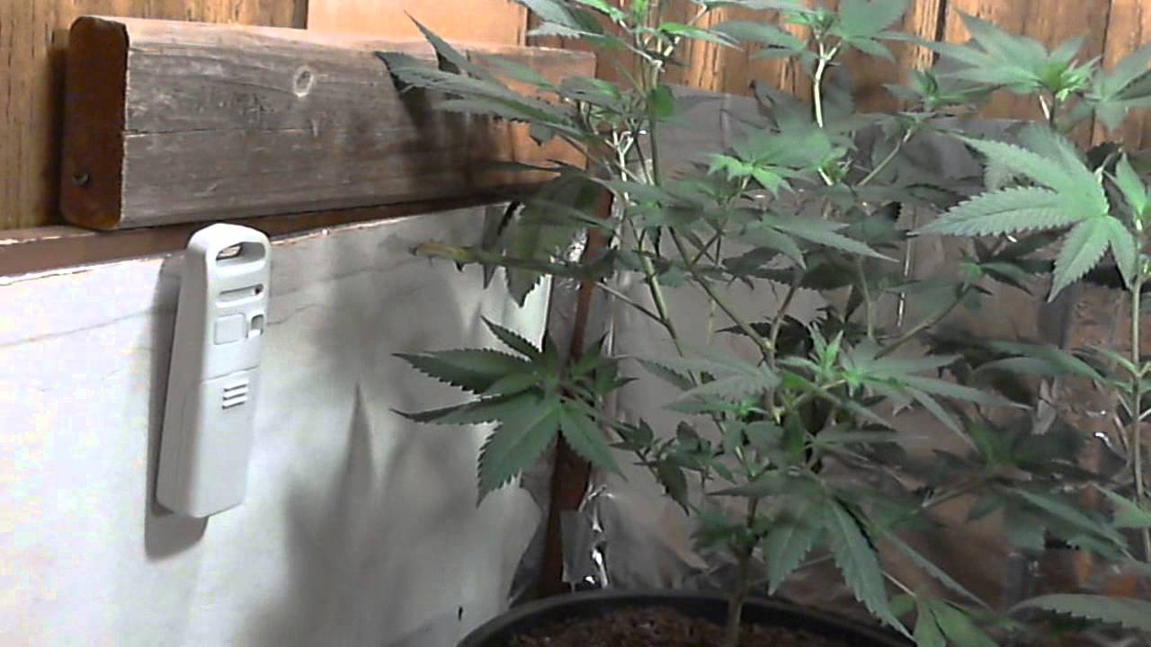 Mmj Grow Week 1 of Flowering