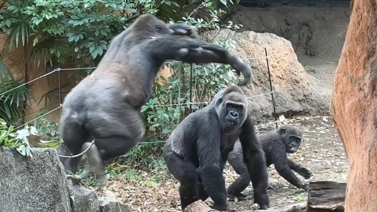 gorilla ママとスモモにボディーアタック【2025年‎12月27日】【上野動物園】ゴリラ💗