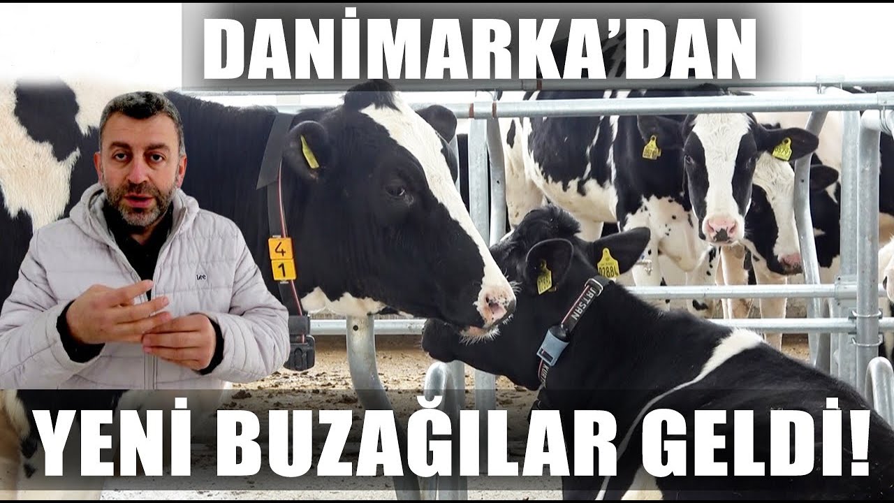 Danimarka'dan Yeni Düveler Çiftliğe İndi! İlk Yemleme / Verimli Çiftlikler