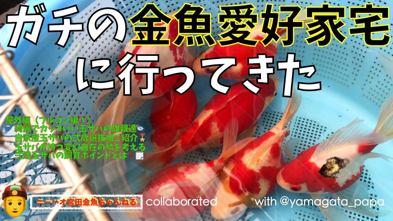 【ニーハオ宮田】金魚ちゃんねる_『ガチの金魚愛好家宅に行ってきた 【屋外編（ブルコン編①）綺麗でカッコいい玉サバの雄親達🐟・自家産玉サバの弍歳選抜組・玉サバの鱗を考える・玉サバの飼育ポイントとは❓】』