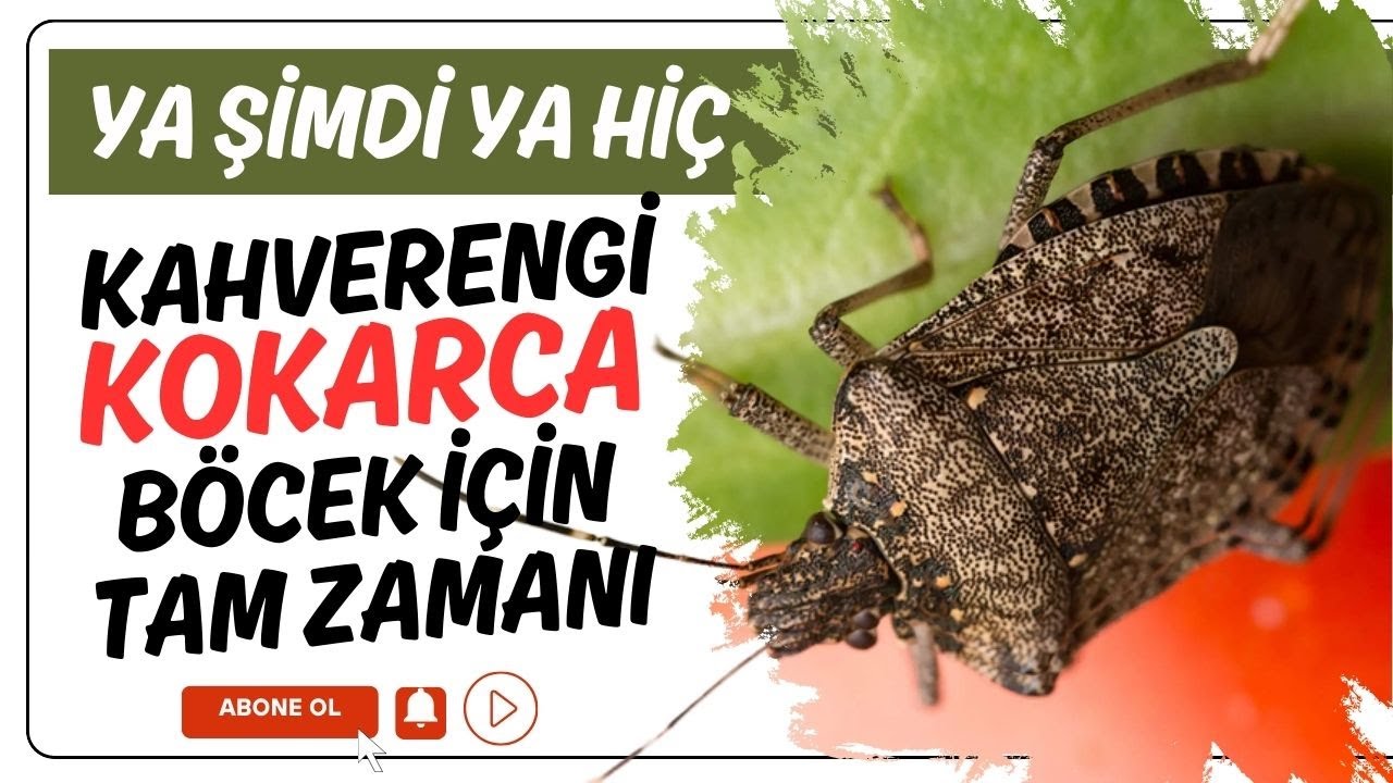 ⚠️YA ŞİMDİ YA HİÇ! Kokarcaya Karşı Doğal Çözüm! #HalyomorphaHalys