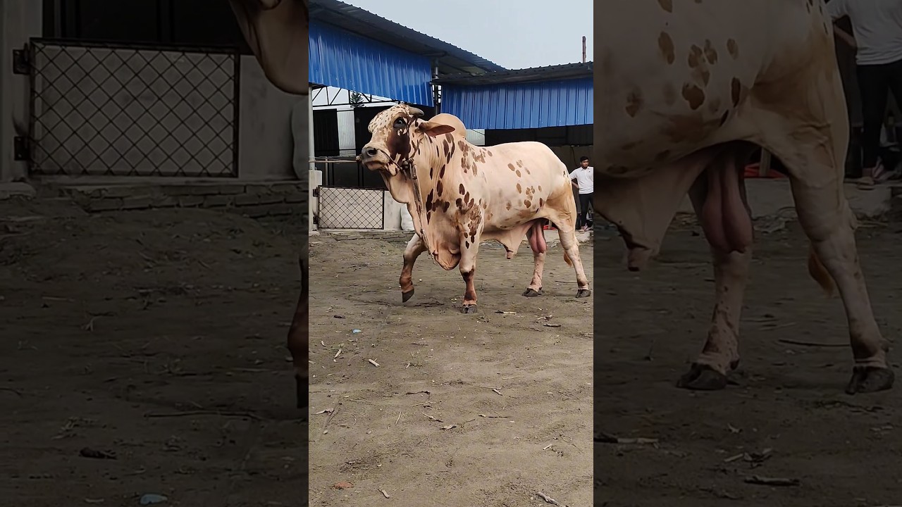 Pakistani Rathi Cow | Biggest Cow Of Bangladesh #paglagoru #cow #paglagoru2023 #bigcow #biggestcow