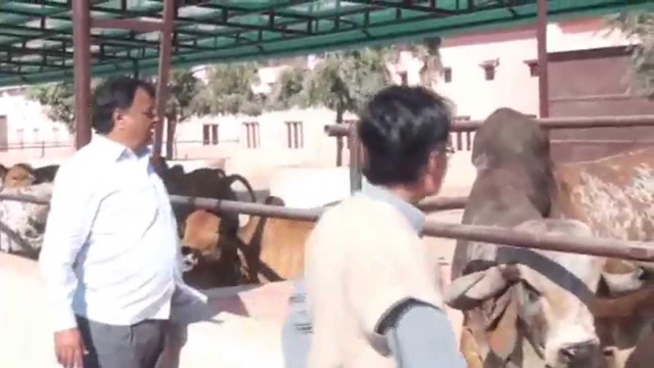 Shree Rajmoti Gir Gaushala Kodinar