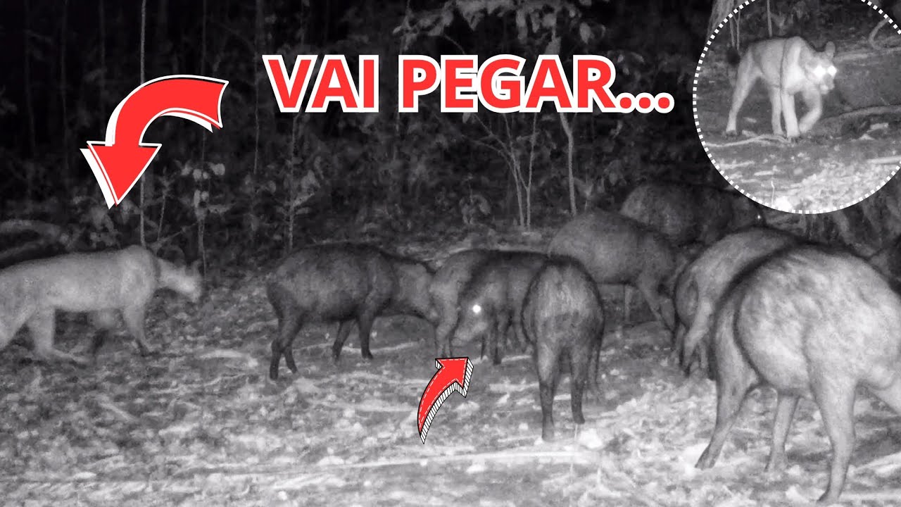 ONÇA atrás dos porcos Quexadas.  Uma onça diferente passou dessa vez logo depois que eu saí da mata
