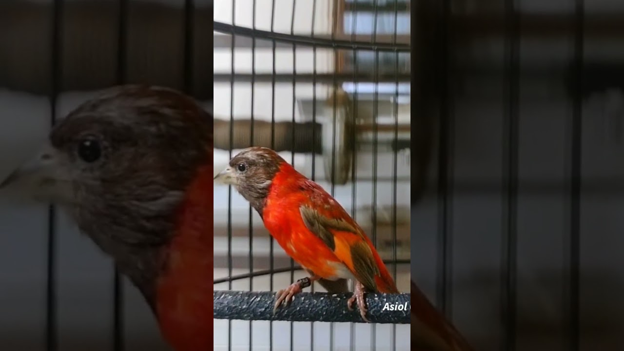 Suara Burung Red Siskin Dilute Gacor Untuk Mansteran #002