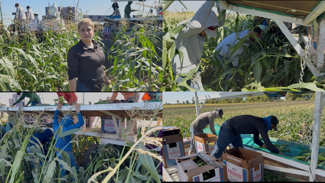 Así se cosecha el elote amarillo en el corazón agrícola de México, Guasave, Sinaloa ￼