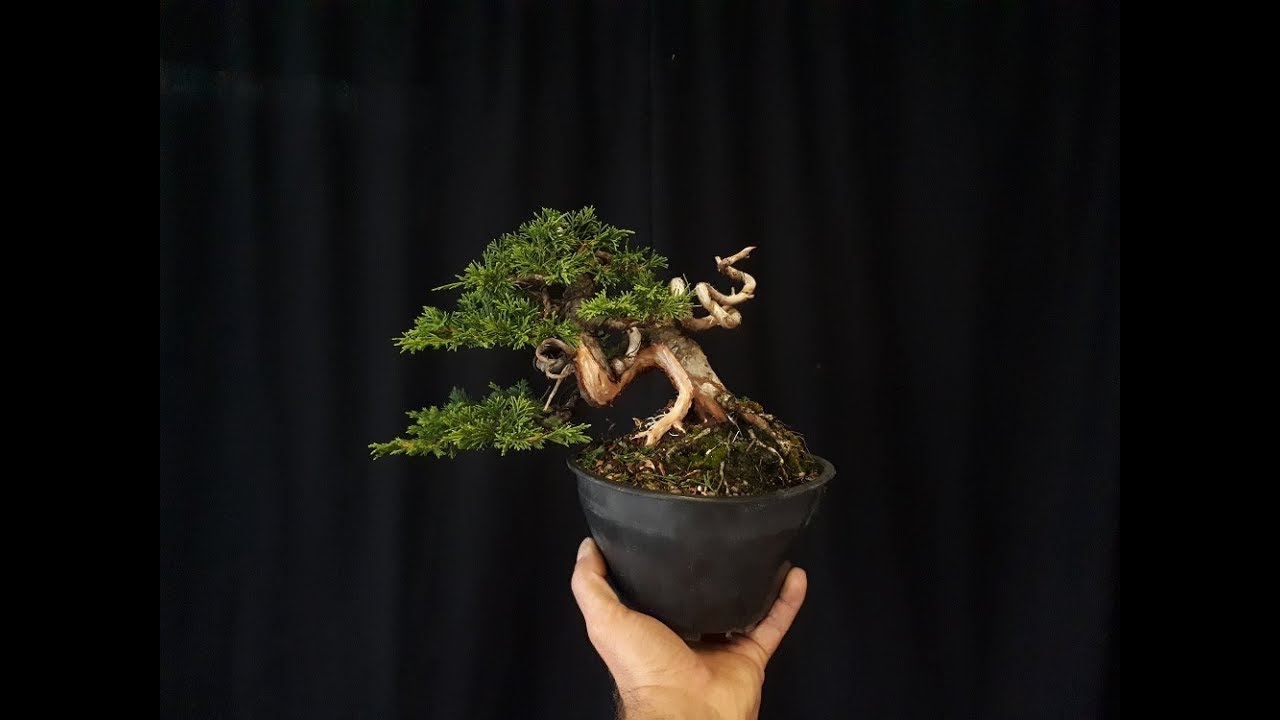 Juniperus Itoigawa (Shohin)