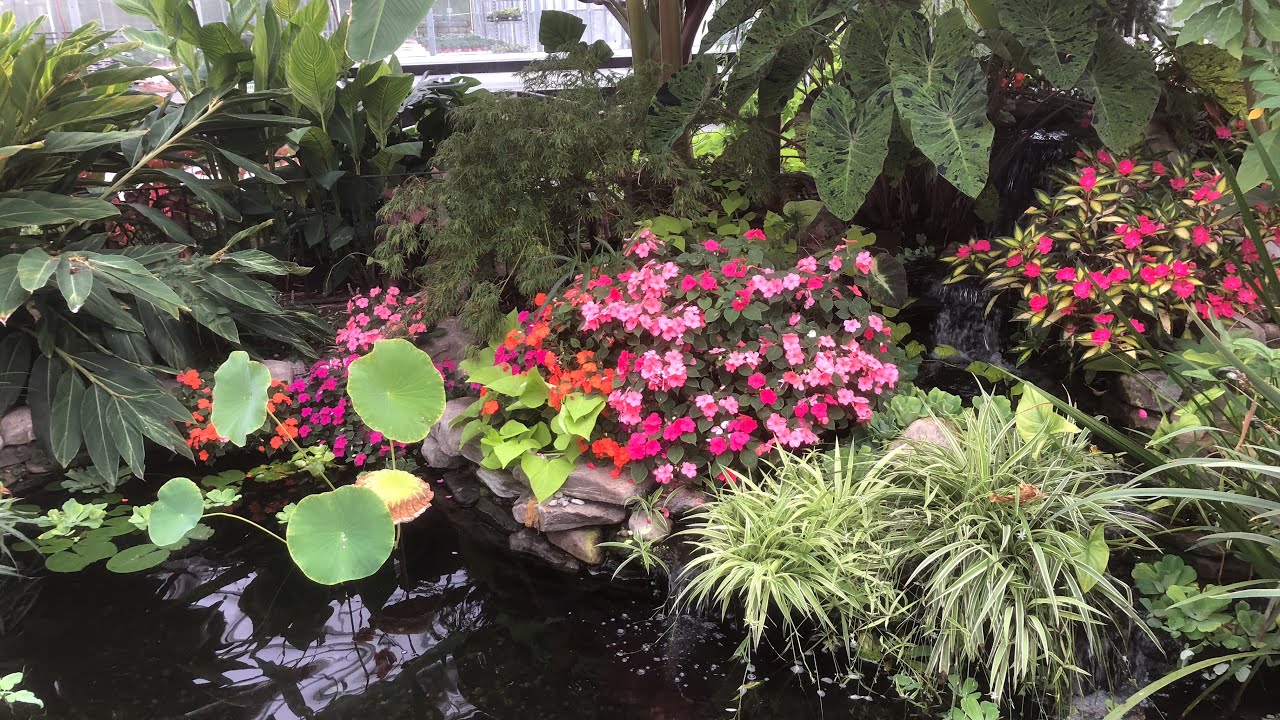 “Into the Weeds”- Aquatic Plants | The Barefooted Gardener