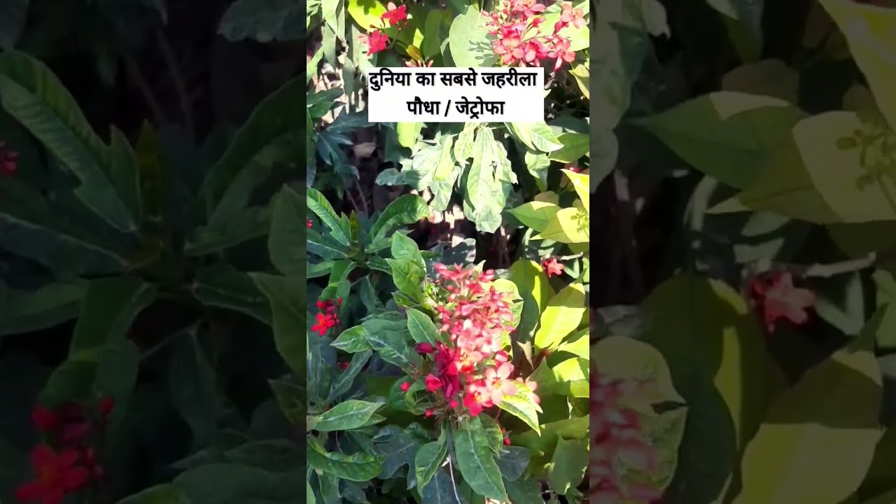 The most poisonous plant in the world - Jatropha plant #gardening #jetropha #ytshort