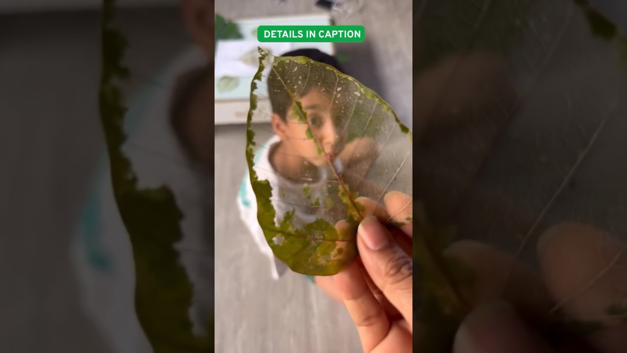Skeleton Leaves : Summer Activity 5 #SkeletonLeaf #diy #summeractivities #summerschool #stem