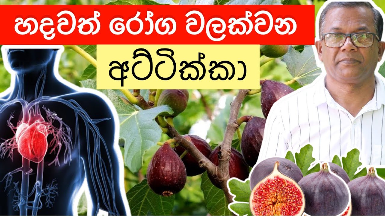 හදවත් රෝග වලක්වන, දියවැඩියාවට ගුණ විශ්මිත පළතුර | How to plant Fig Tres | Ceylon Agri | Episode 217