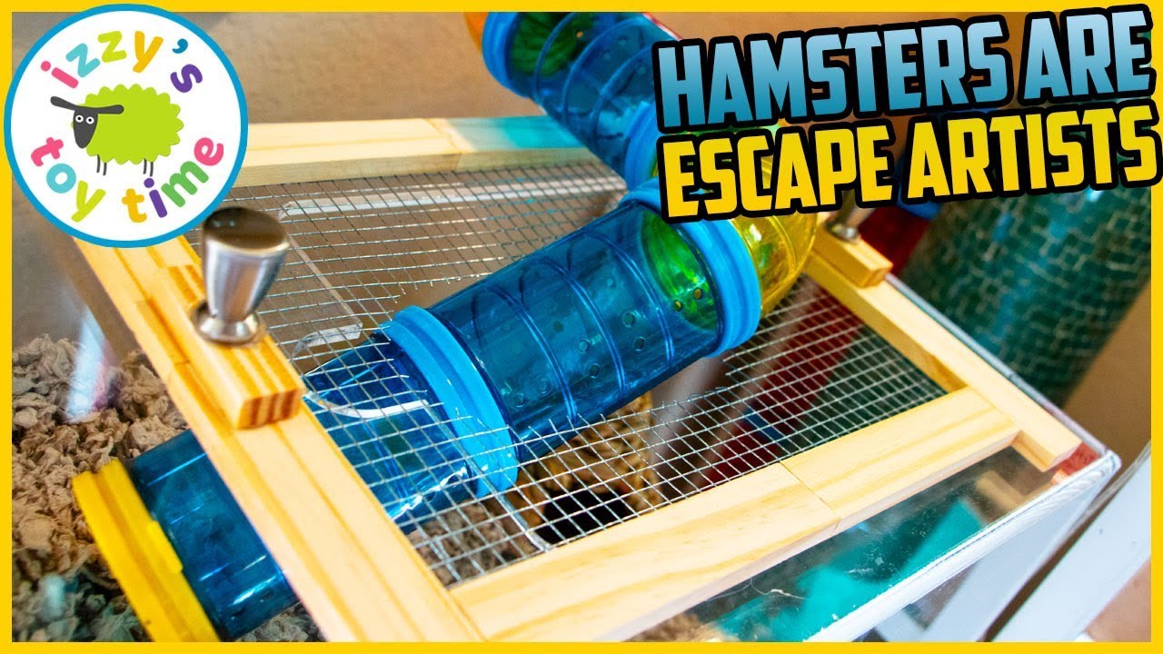 Hamsters are Escape Artists! Izzy's Toy Time Builds a Tower Topper