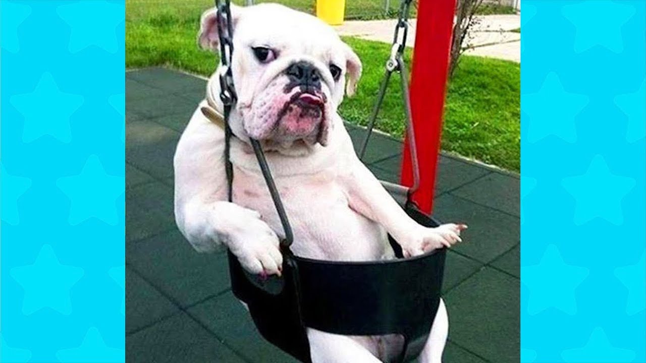 Stupid Dogs Doing Weird Things COMPILATION #2 ★ Funny Dogs Video