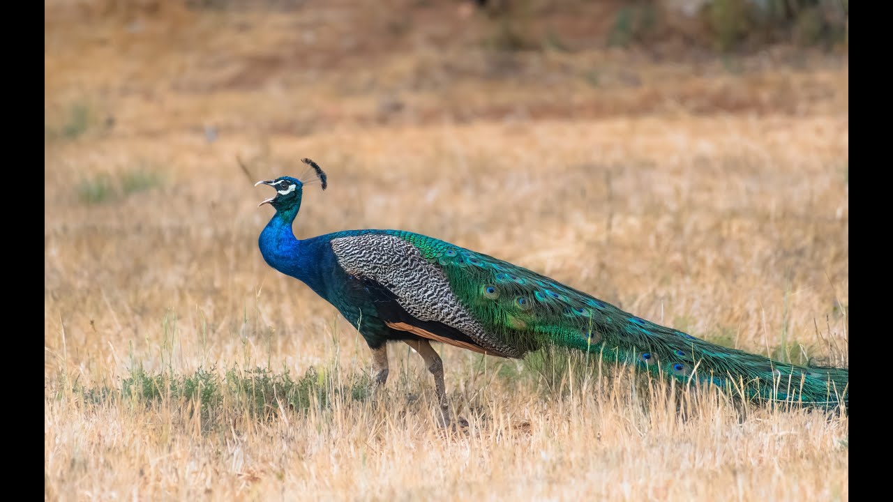 Peacock(Pavo cristatus) feathers dance show performance sound call 4k , Παγώνι Cyprus