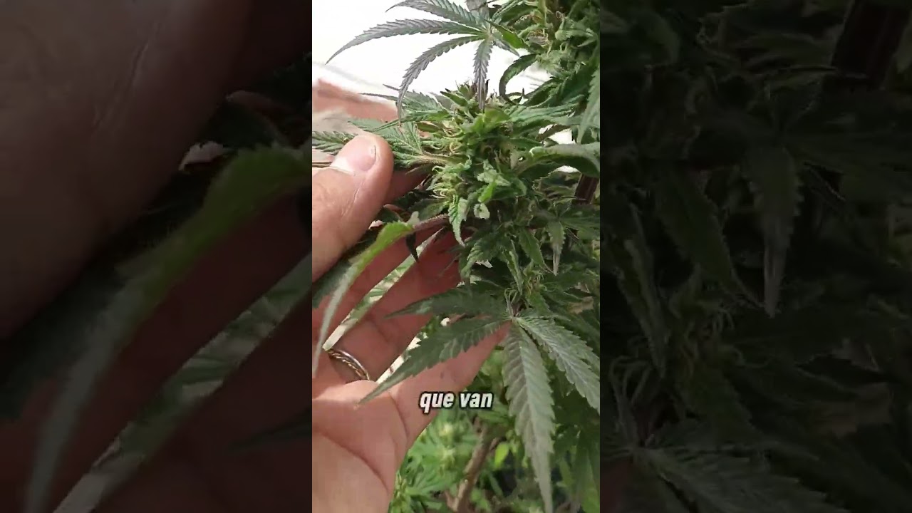 cultivo de invierno en terraza agosto argentina legal