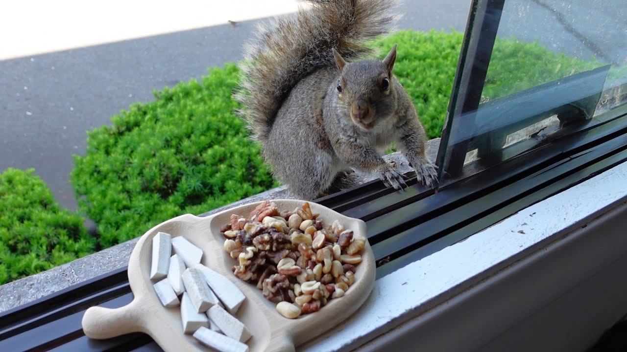 Squirrels' reactions to their new serving tray