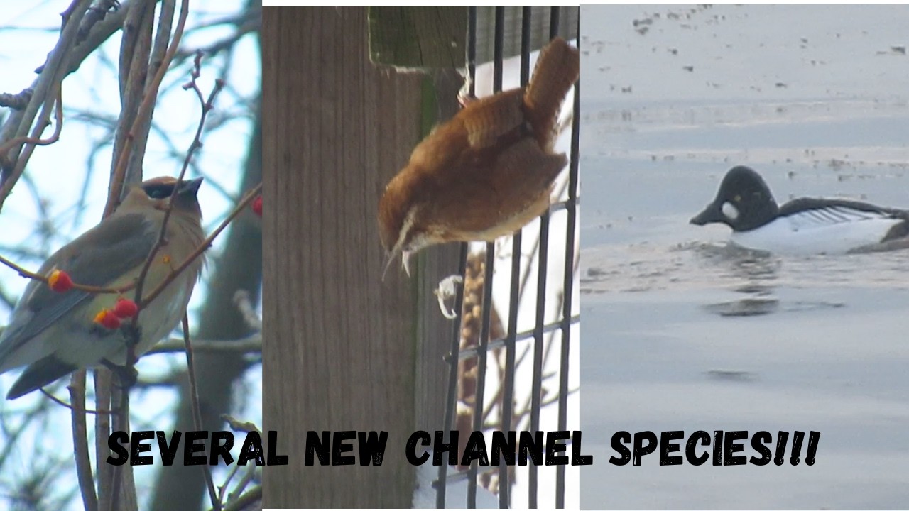 Birds, Birds and More Birds Part Two!!!